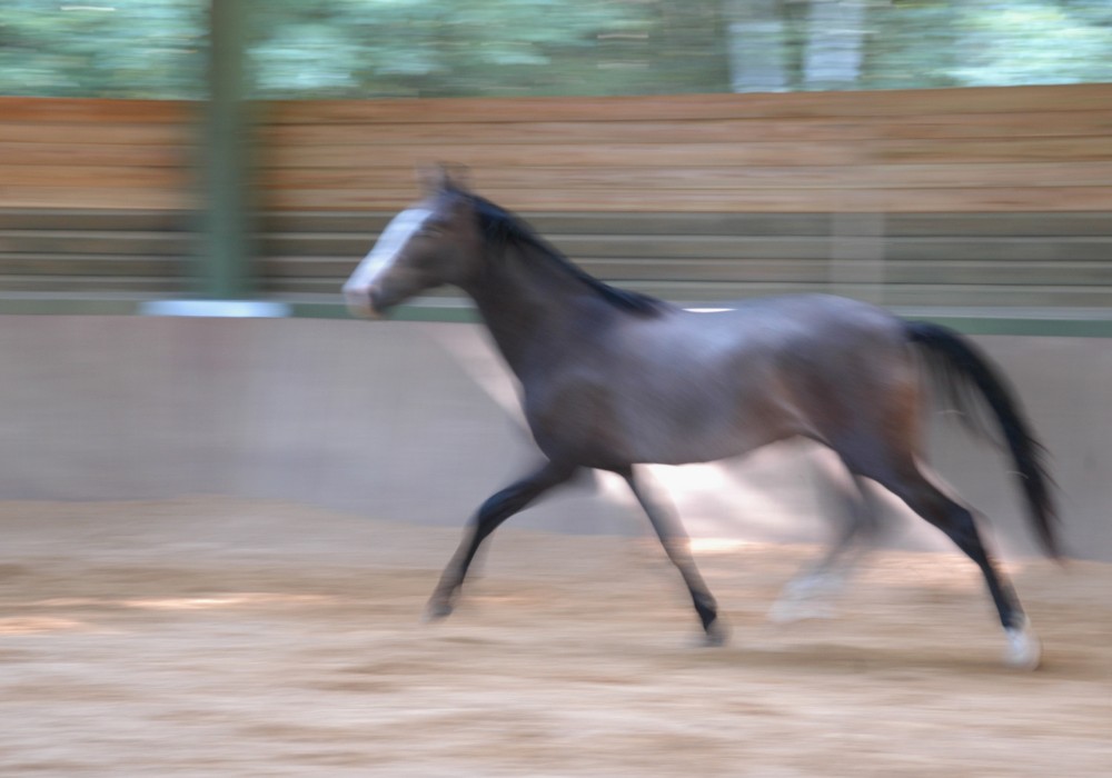Qadesh Août 2005