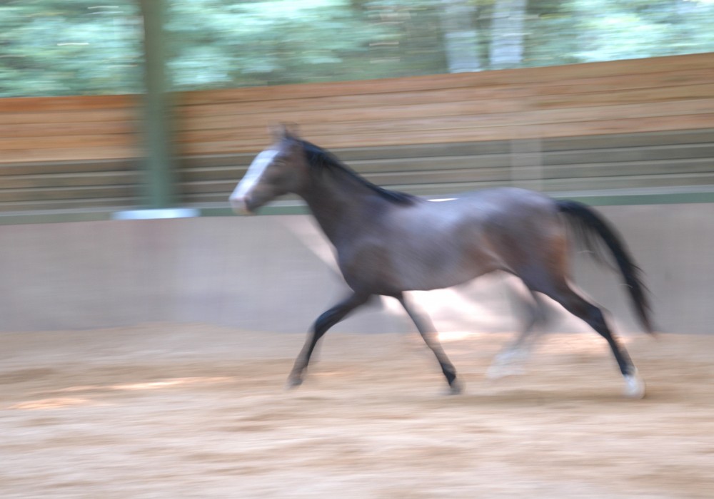 Qadesh Août 20052