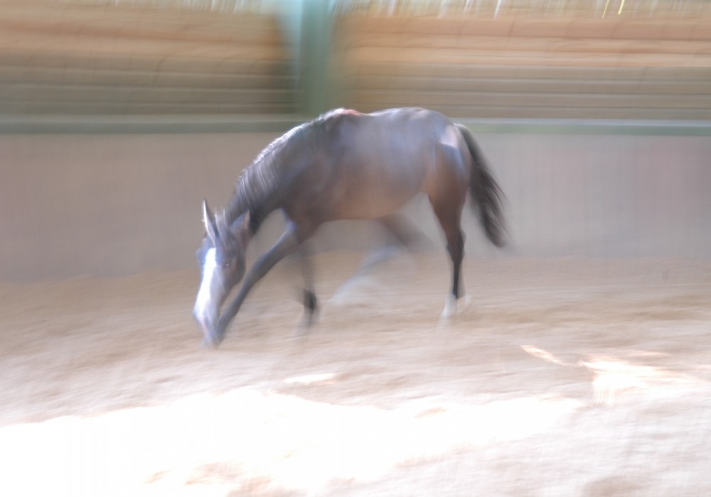 Qadesh Août 20054